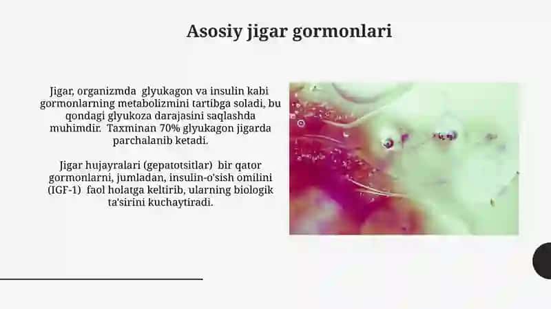 Jigar gormonlarining neytrallashuvi 4