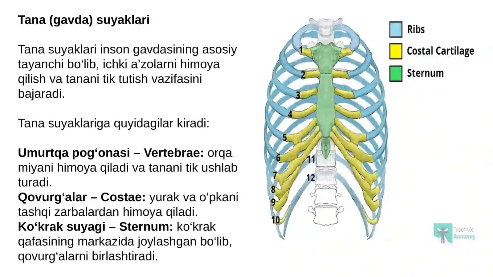 Tana Suyaklari Terminlariga Lugat Tuzish 4