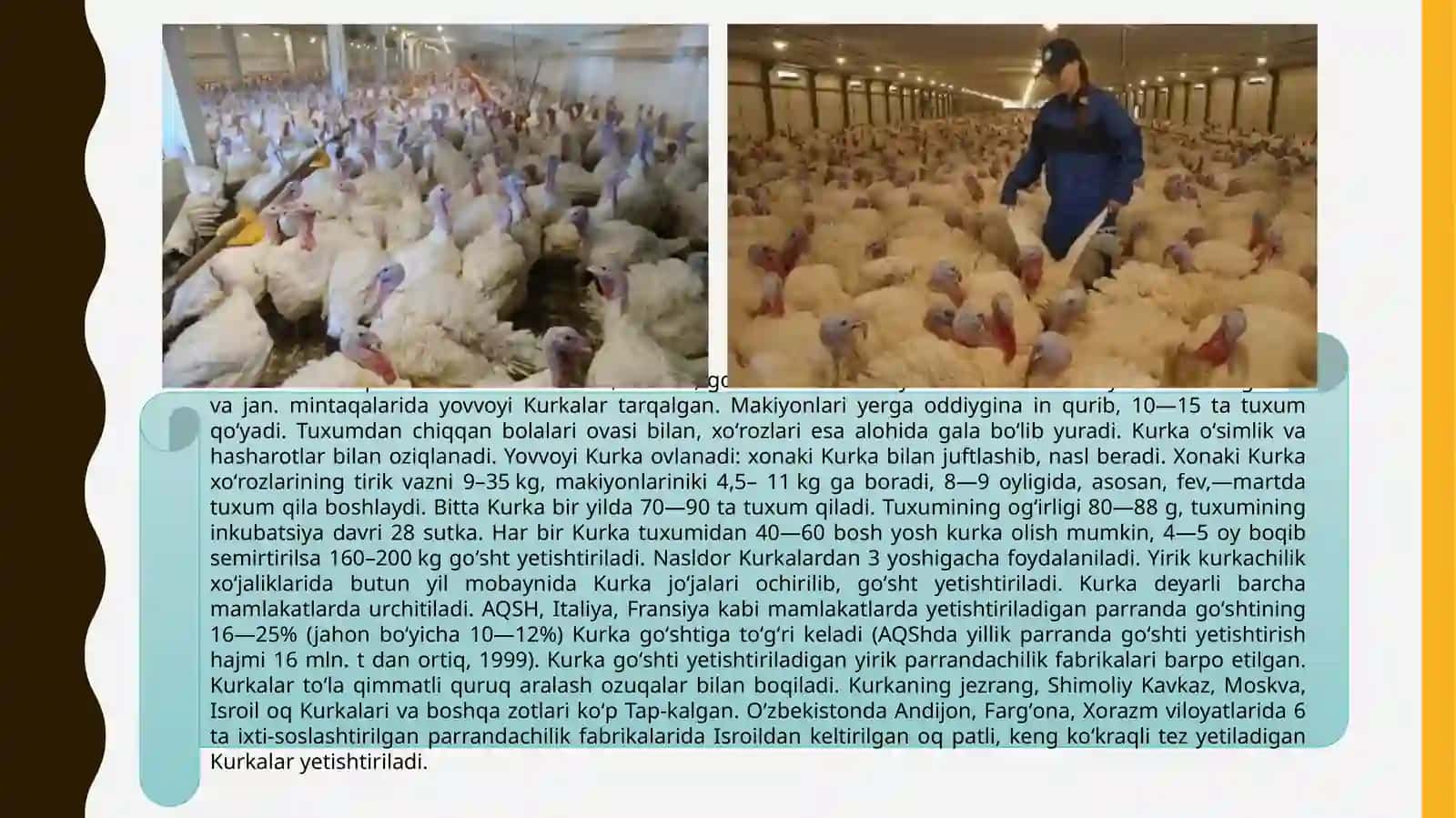 Kurka goʻshti sifati va standartlari 4