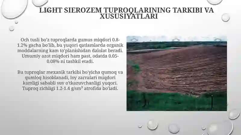 Yorugʻ sur tuproqlar 4