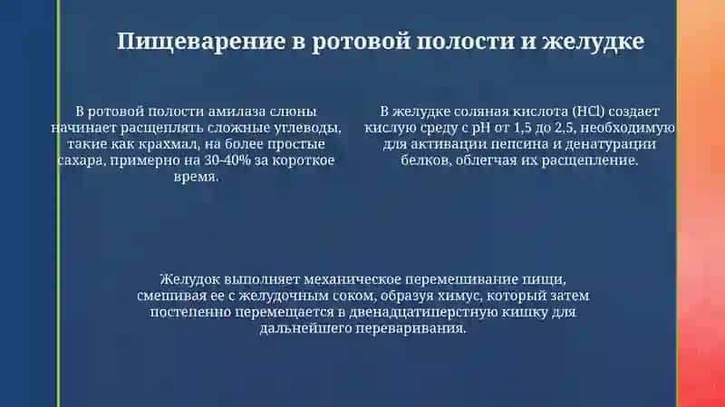 Системапищеварения 4