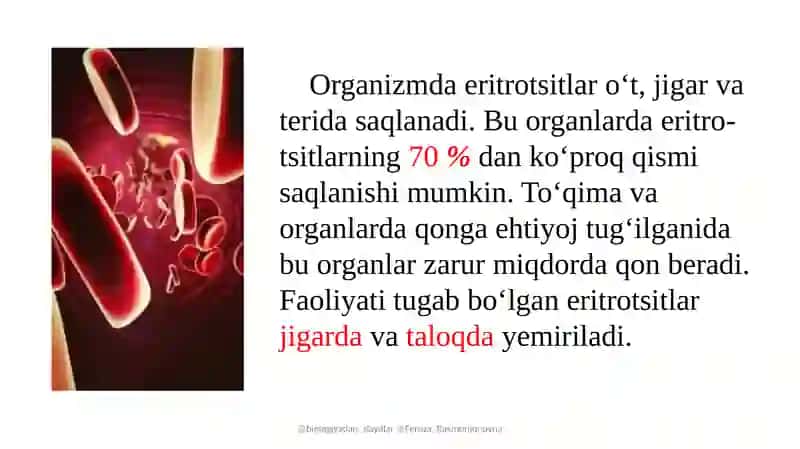 Eritrotsitlar 4