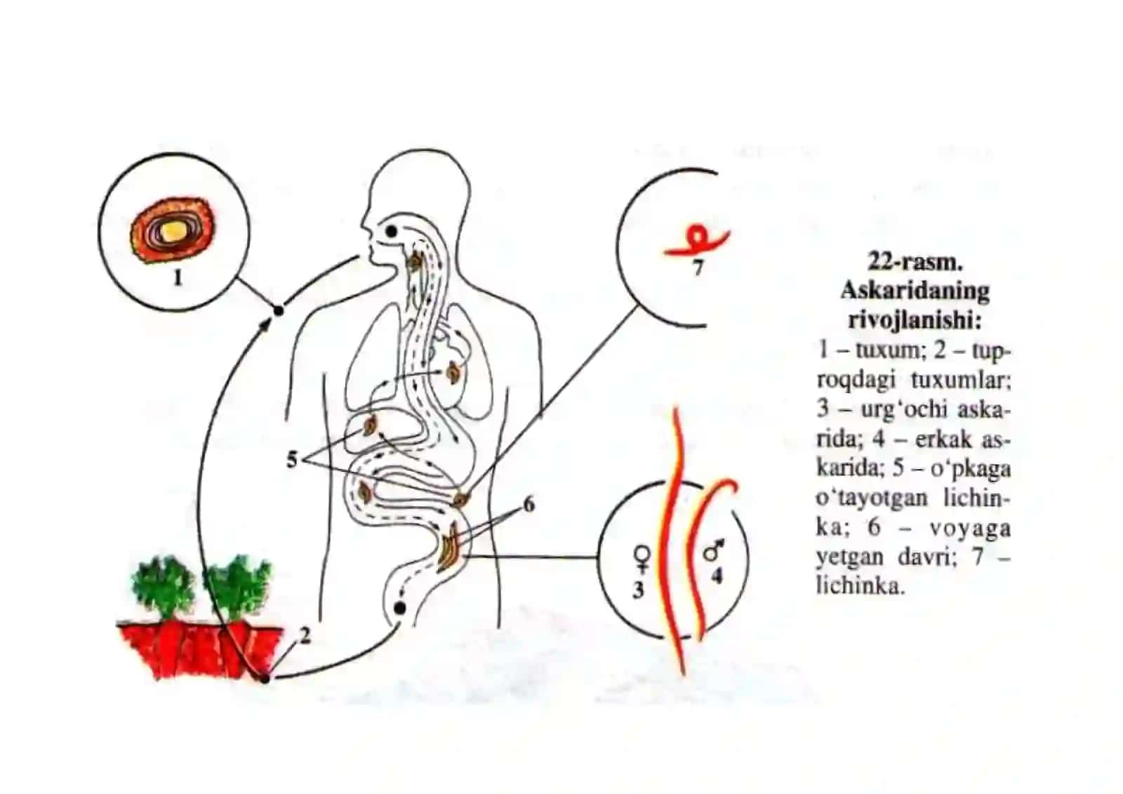 109-rasm. Ayiqsimonlar 4