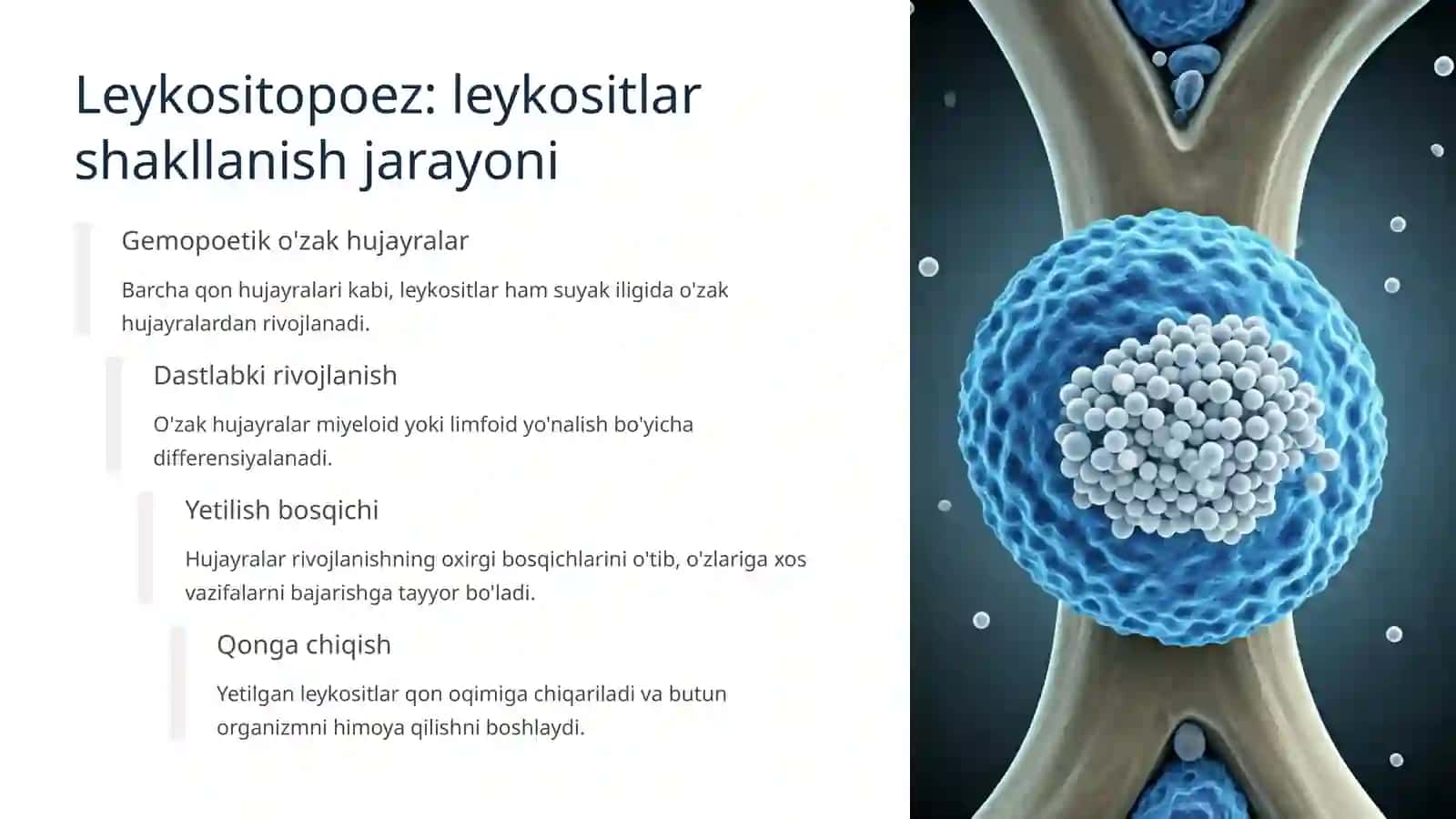 Leykositlar fiziologiyasi 4