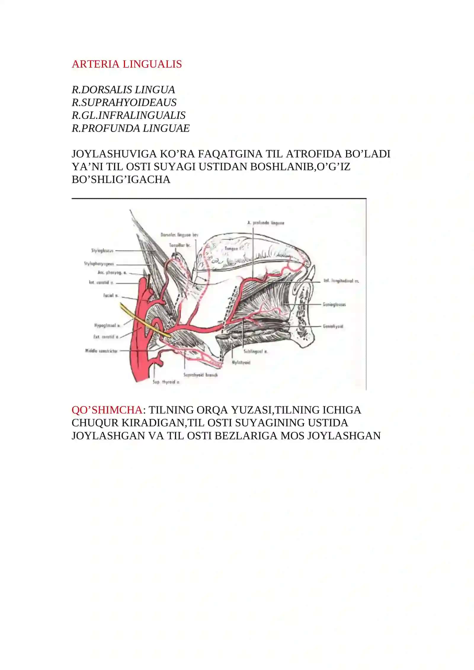 Tashqi uyqu arteriasi 4