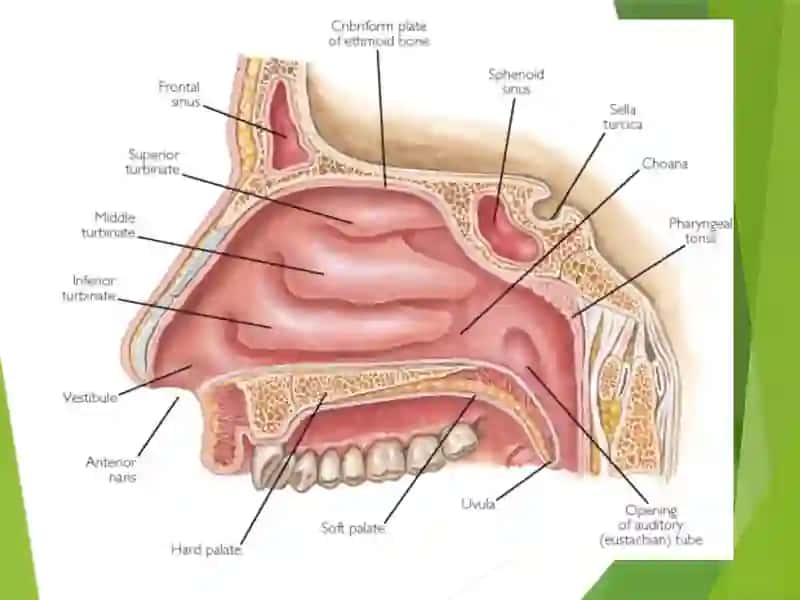 The process of respiration (anatomy and physiology) 4