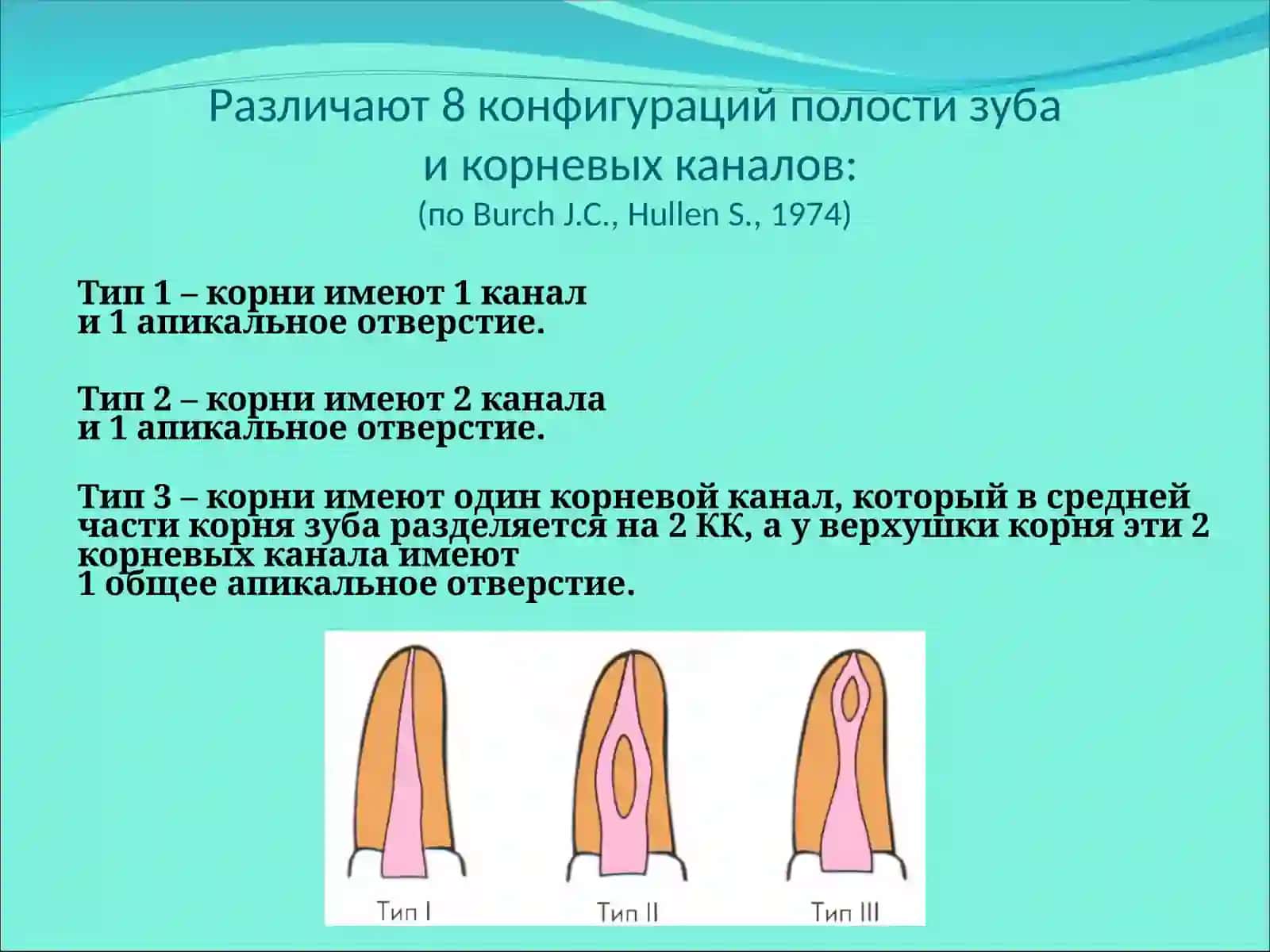БОЛЬШИХ КОРЕННЫХ ЗУБОВМОЛЯРЫ (DENTES MOLARES) 4
