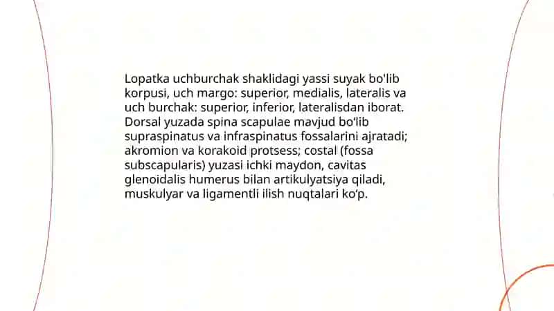 Yelka kamarining umumiy anatomiyasi 4