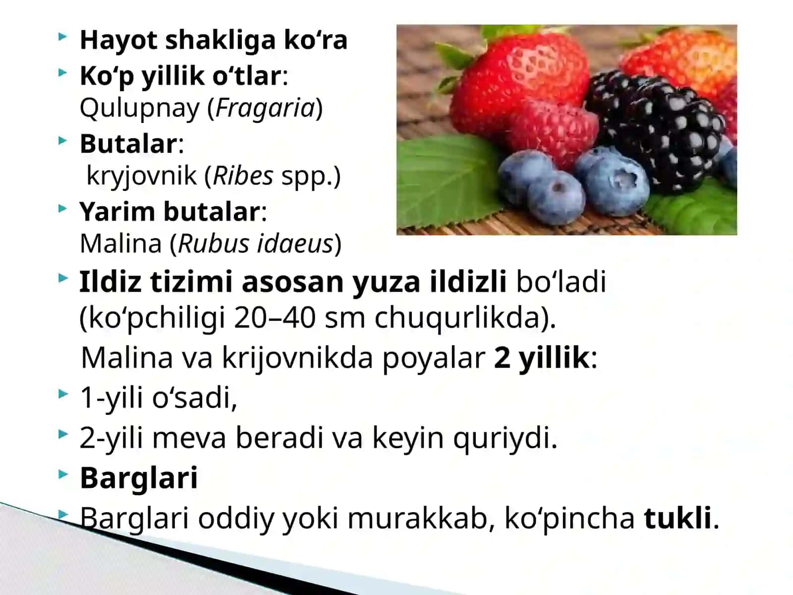 Rezavor mevali ekinlar 4