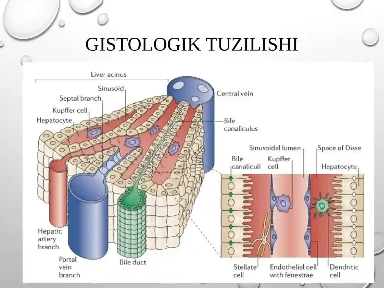 Jigar biokimyosi 4