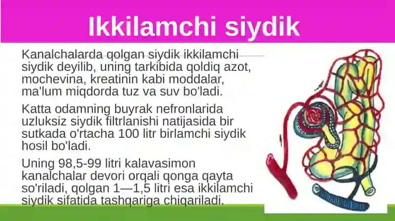 Siydikajratish organlarining funksiyasi 4