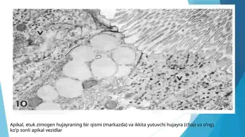 HUJAYRA POPULYATSIYASI 4