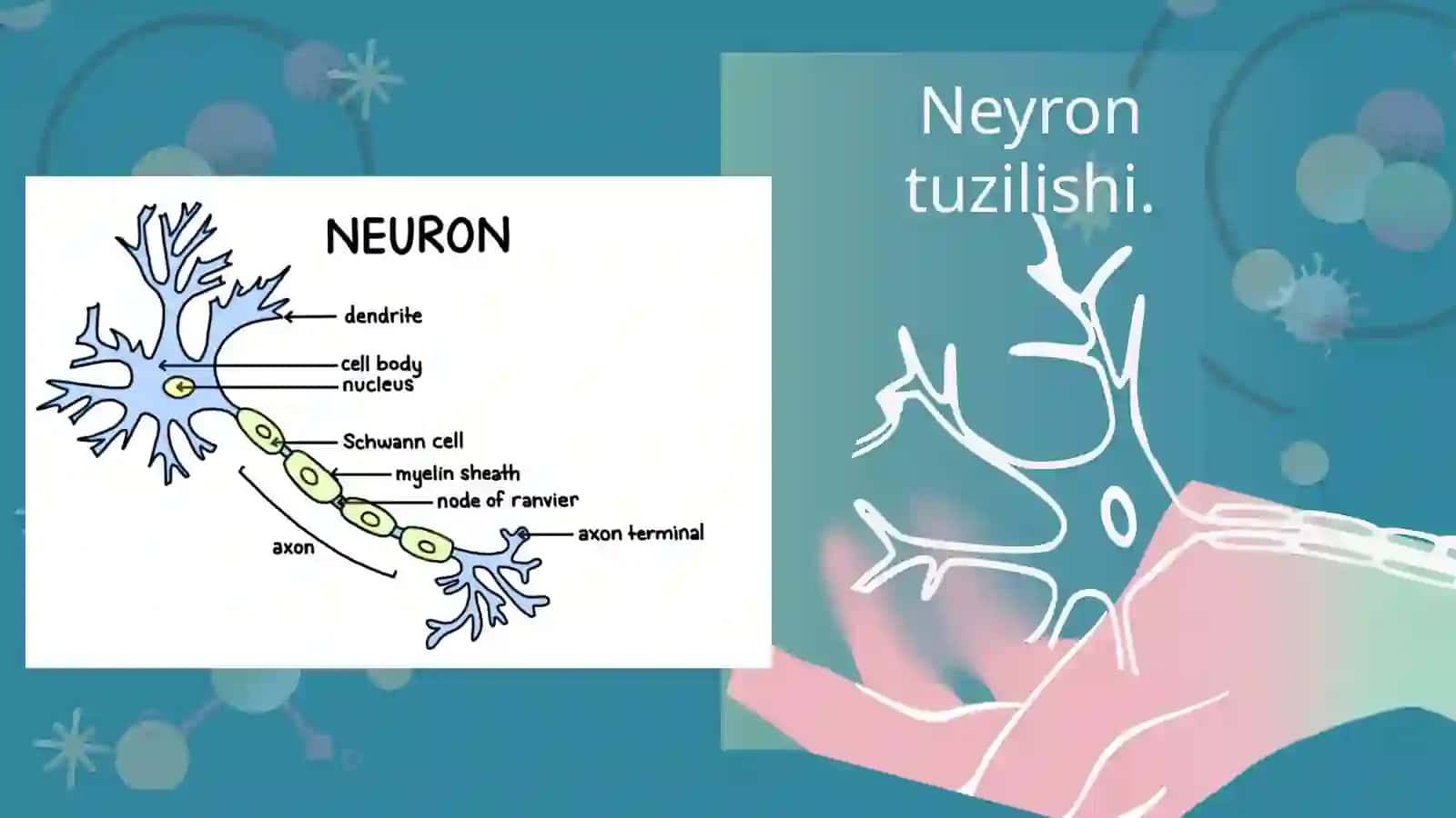 NERV TOLALARI FIZIOLOGIYASI 4