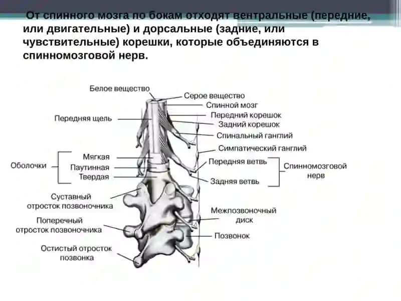 Топографическая анатомия спинного мозга 4