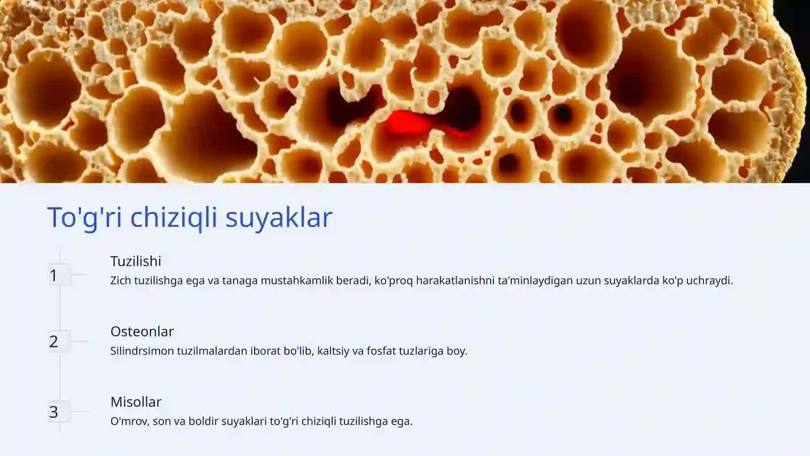 Skelet tizimi haqida 4