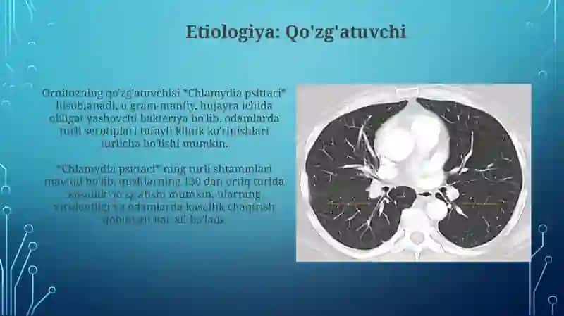 Ornitoz 4