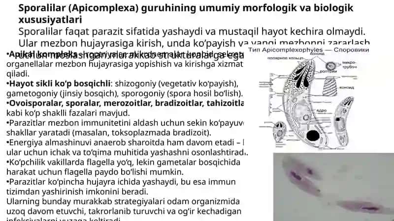 Kirish. Sporalilar-odam parazitlari 4
