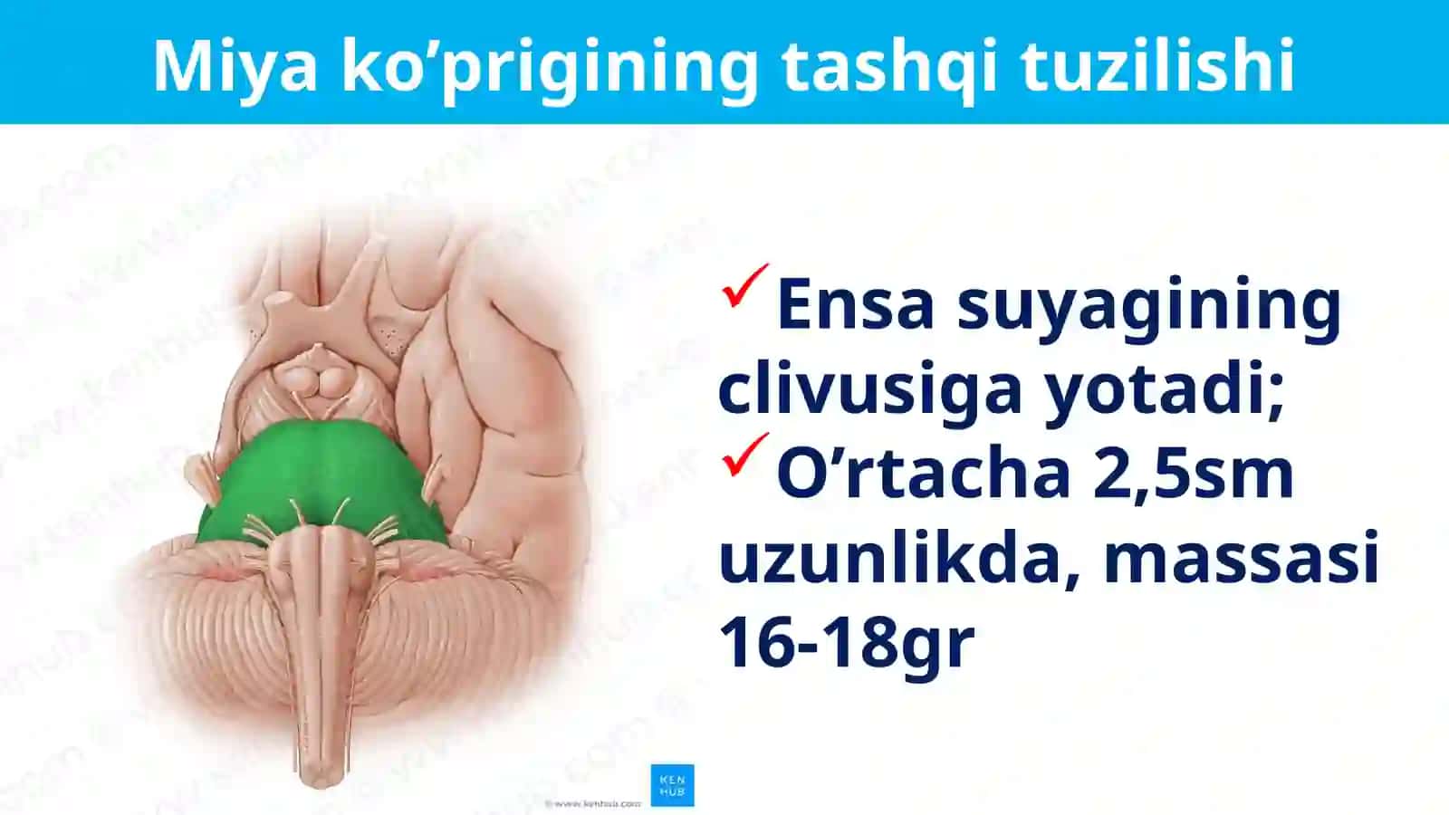 PONS ET MESENCEPHALON 4