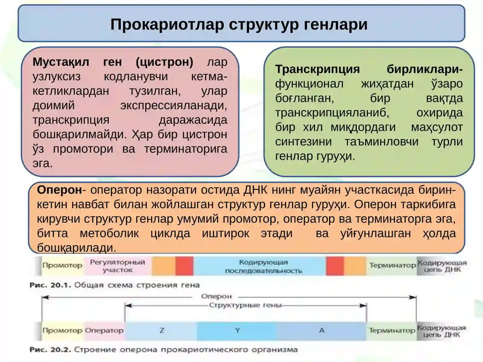 Ген,геном,геномлар хилма-хиллиги 4