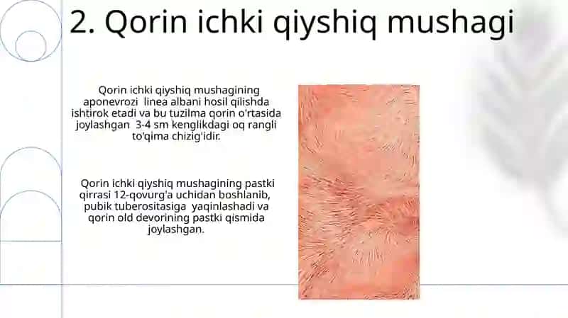 Qorin soxasining topografiyasi 4