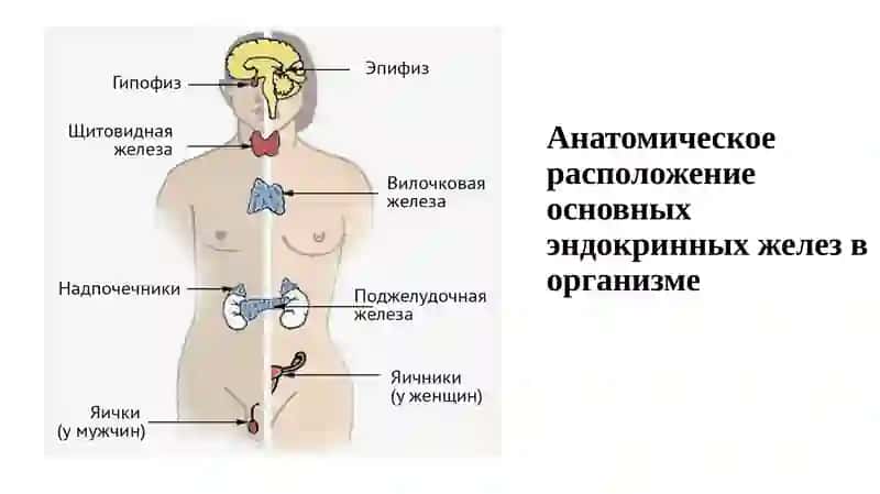ЭНДОКРИНОЛОГИЯ 4