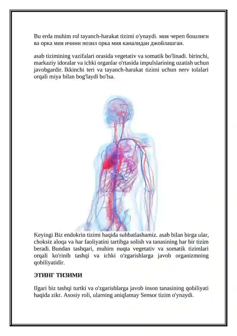 Inson Organlari: Elektron.Anatomiya: Inson Tuzilishi 4