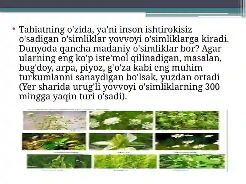 Madaniy o'simliklarning kelib chiqish markazlar 4