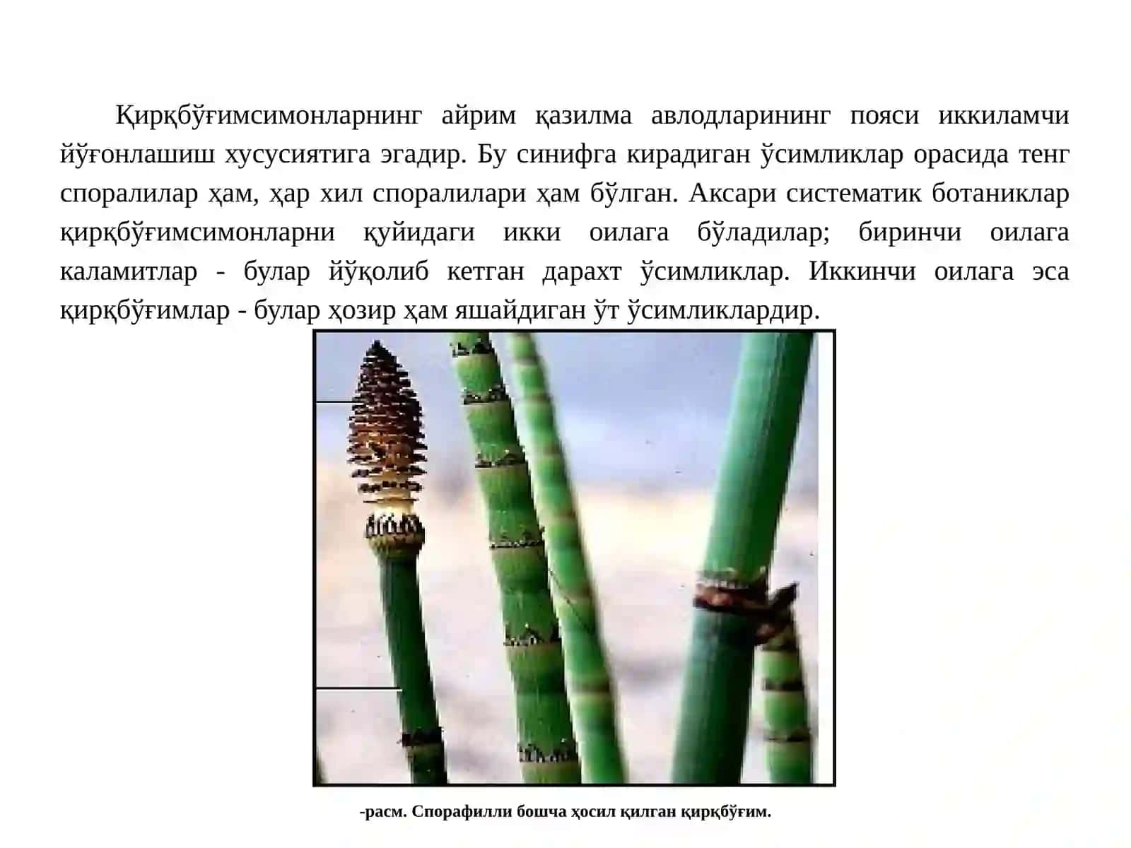Қирқбўғимдошлар флора ва систематикаси 4