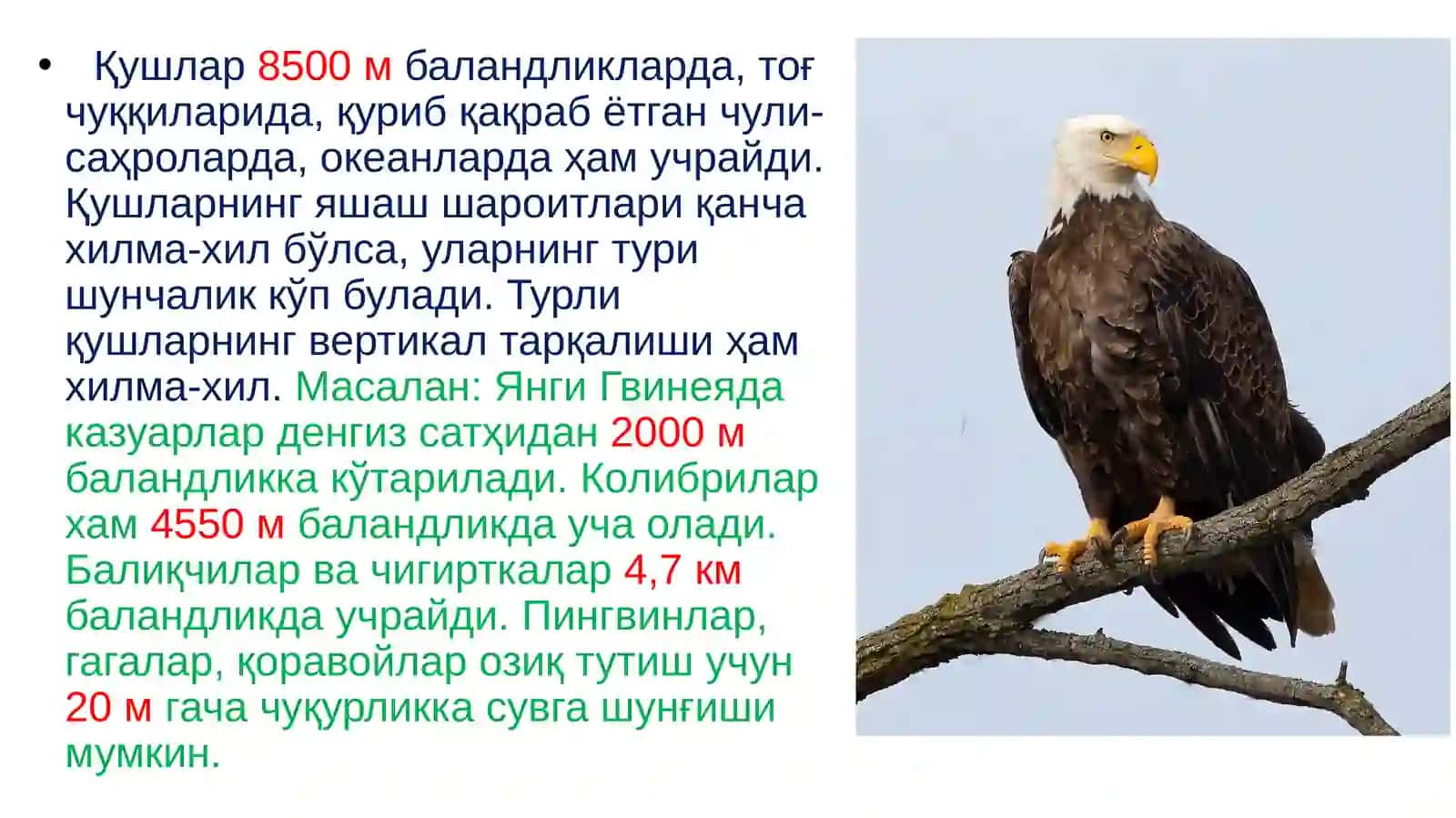 Қушлар экологияси 4