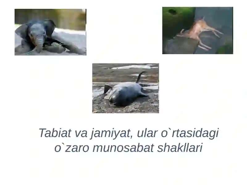 Ekologiya muammosi 4
