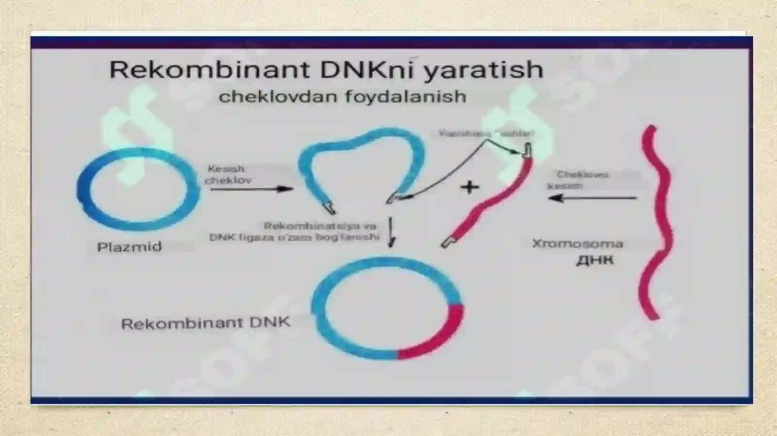 Tibbiyotda DNK rekombinantlarni qo’llanilishi 4