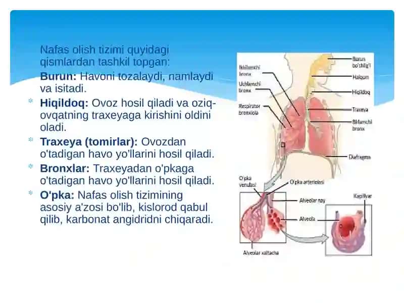 Nafas tizimning yosh xususiyatlari va gigiyenasi 4