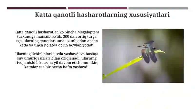 Katta qanotli hasharotlar 4