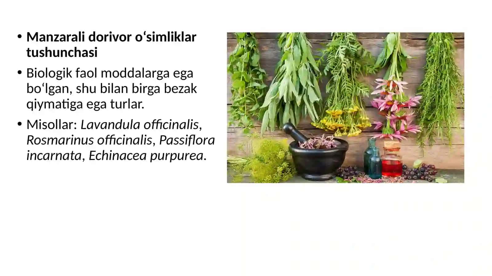Introduksiya qilingan manzarali dorivor o‘simliklar 4