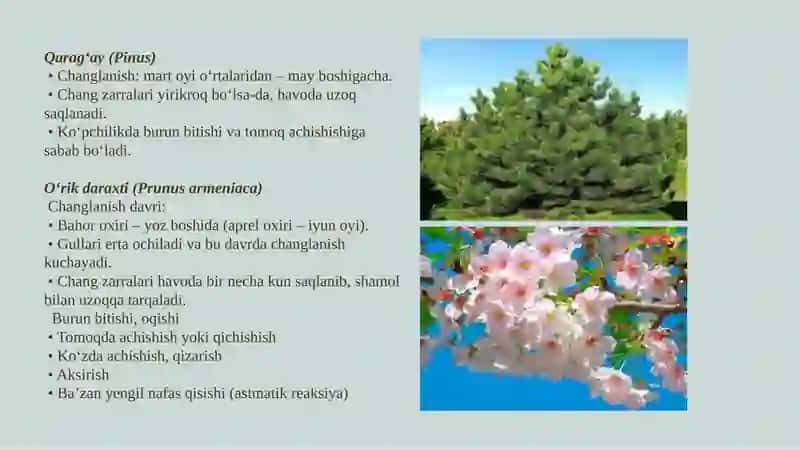 Pollinoz(o'simlik changlariga allergiya) 4