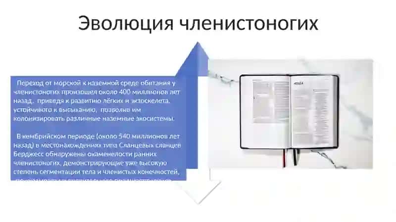 Членистоногие (Arthropoda) 4