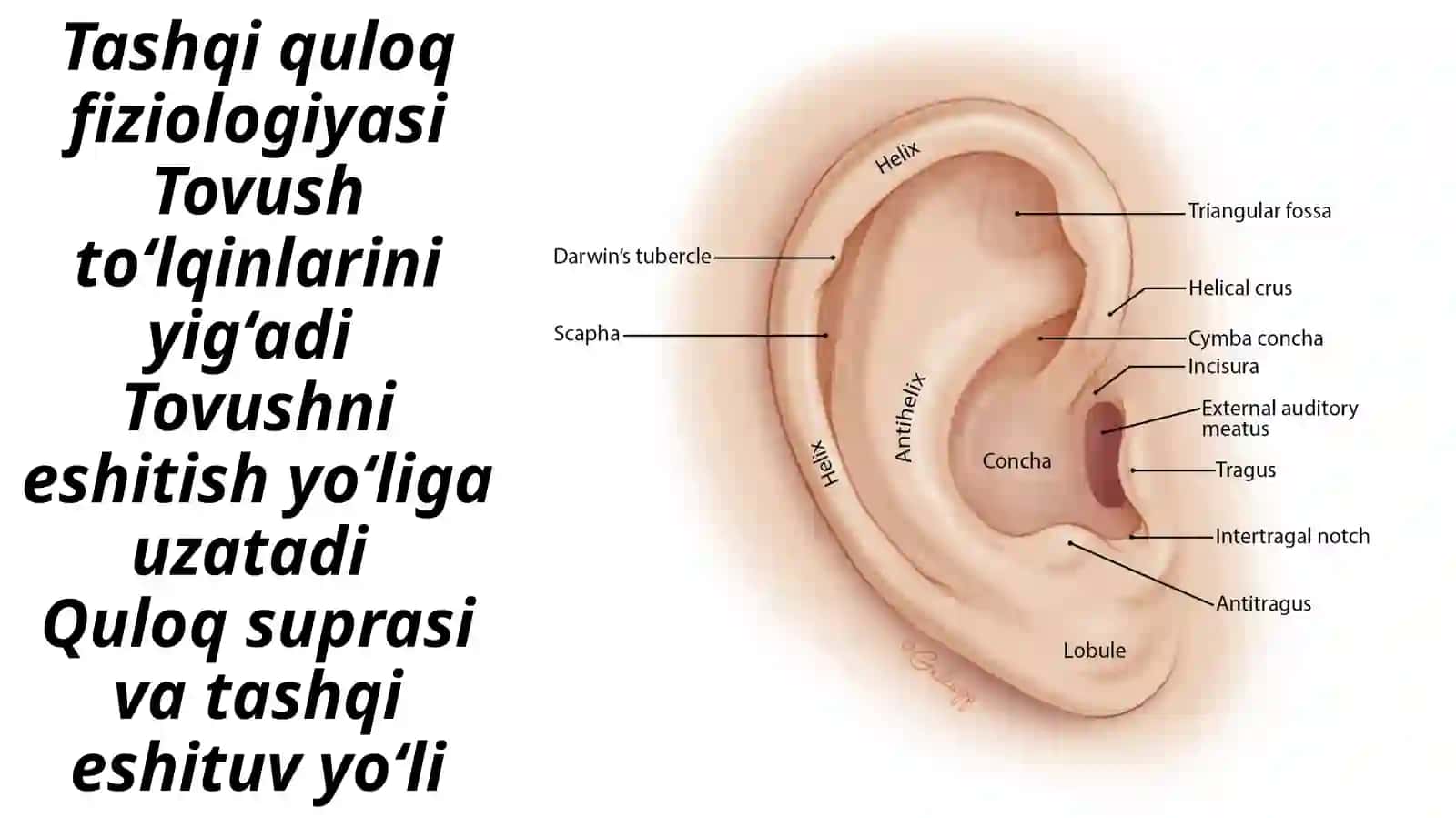 Eshitish analizatorlari fiziologiyasi 4