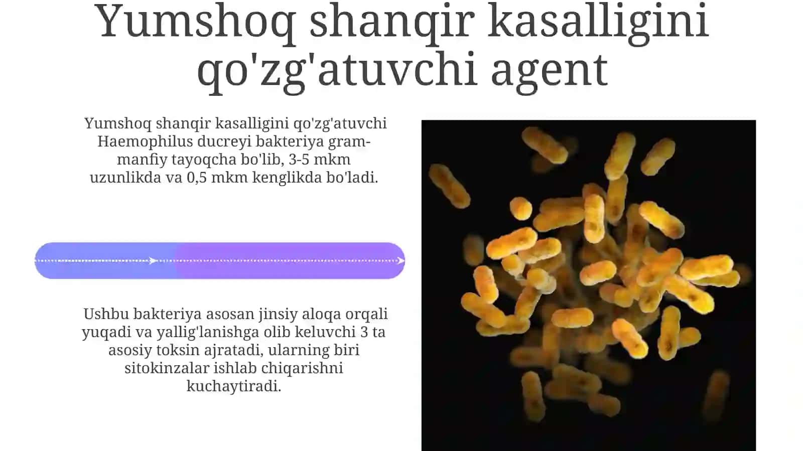 Gemofil Bakteriyalar: Umumiy Tasavvur 4