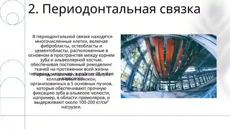 Строение зуба 4