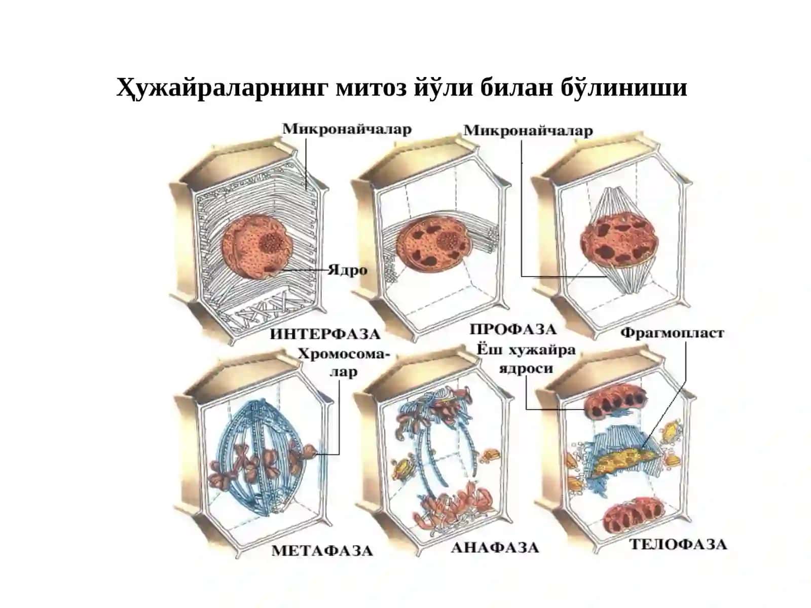 Фитогормонлар 4