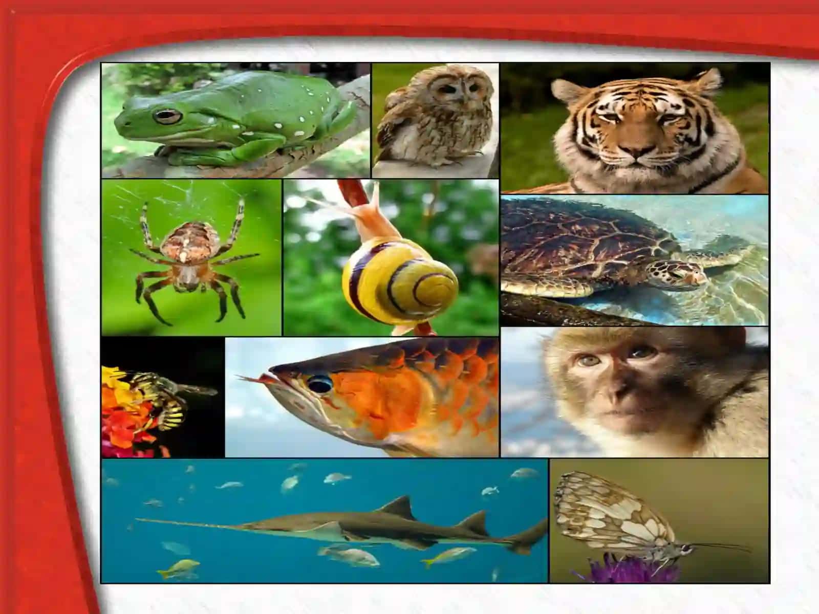 Ҳайвонот дунёсининг географик тарқалиши 4