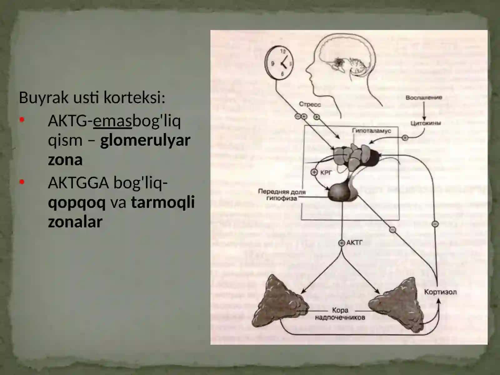 Buyrak usti bezlari 4