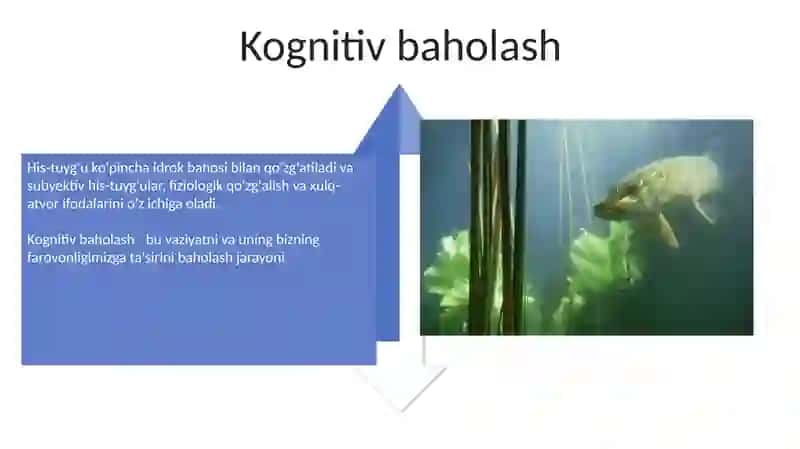 His-tuyg'ularning Biologik Asoslari 4