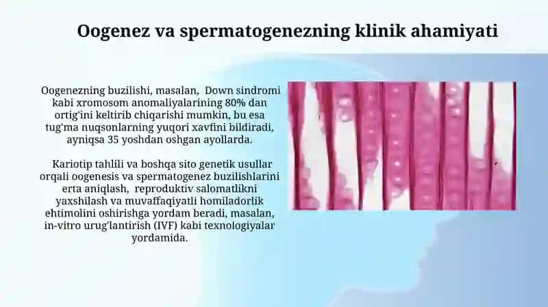 Spermatogenez va Oogenezning xususiyatlari 4