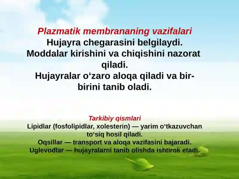 Plazmatik membrana 4