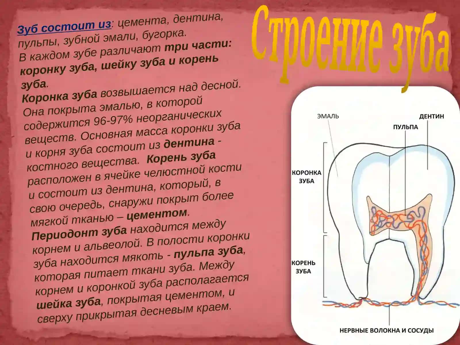Зуб и его строение 4