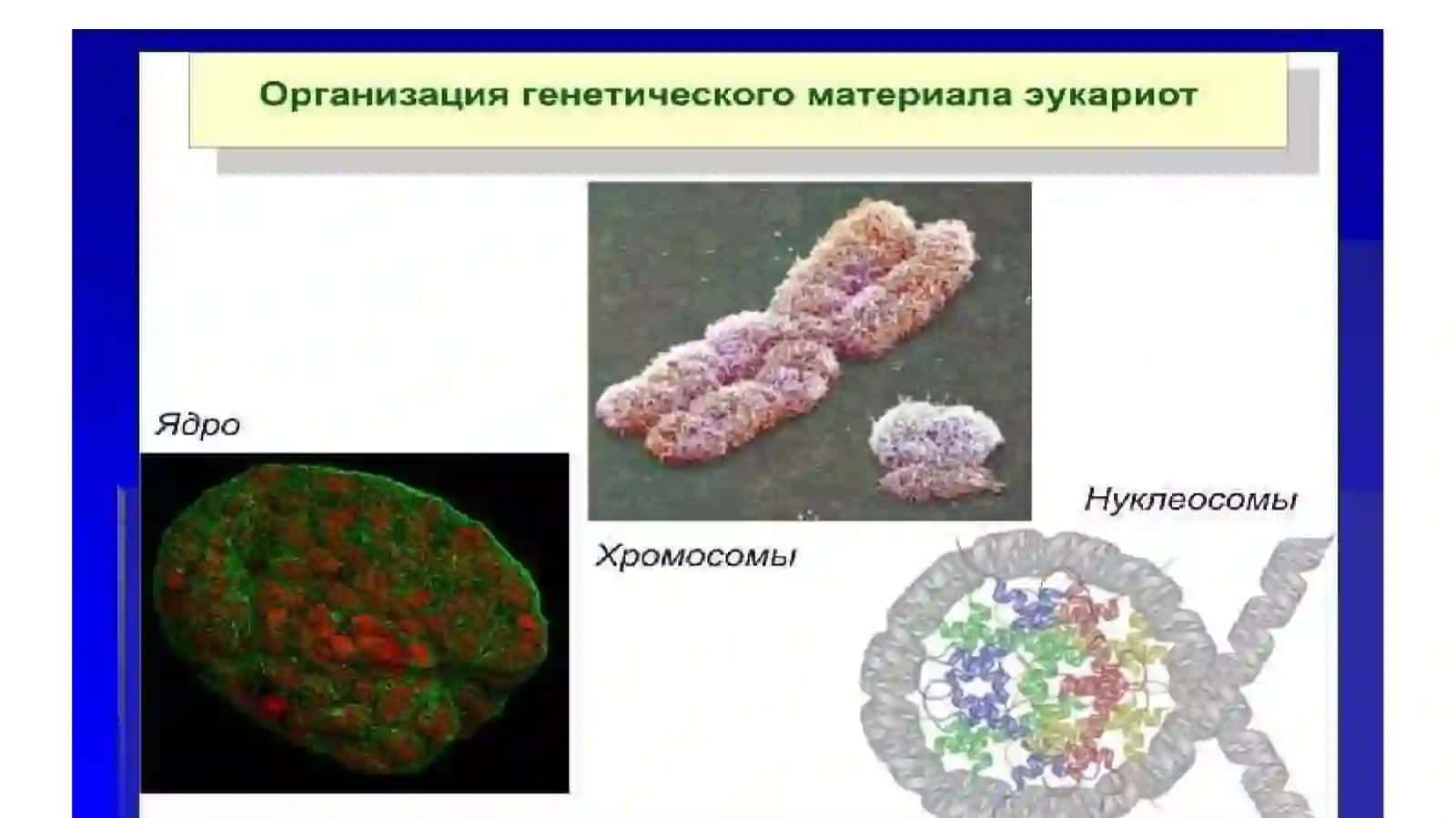 Введение в молекулярную биологию 4