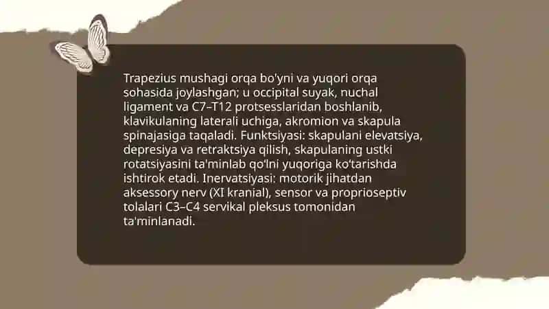 Tananing orqa tomondagi mushagi va fassiyalari 4