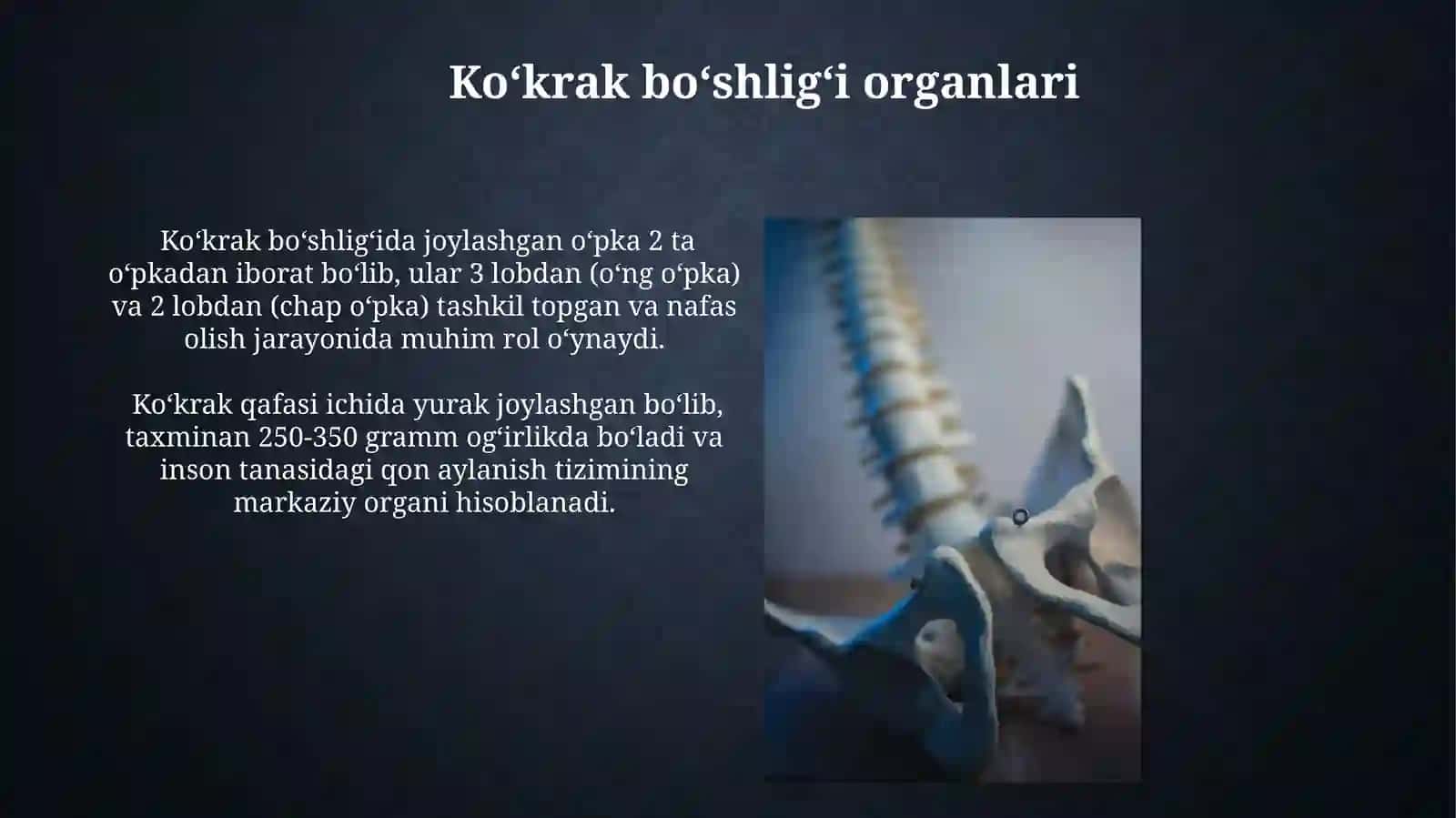 Suyaklar anatomiyasi (Osteologiya) 4