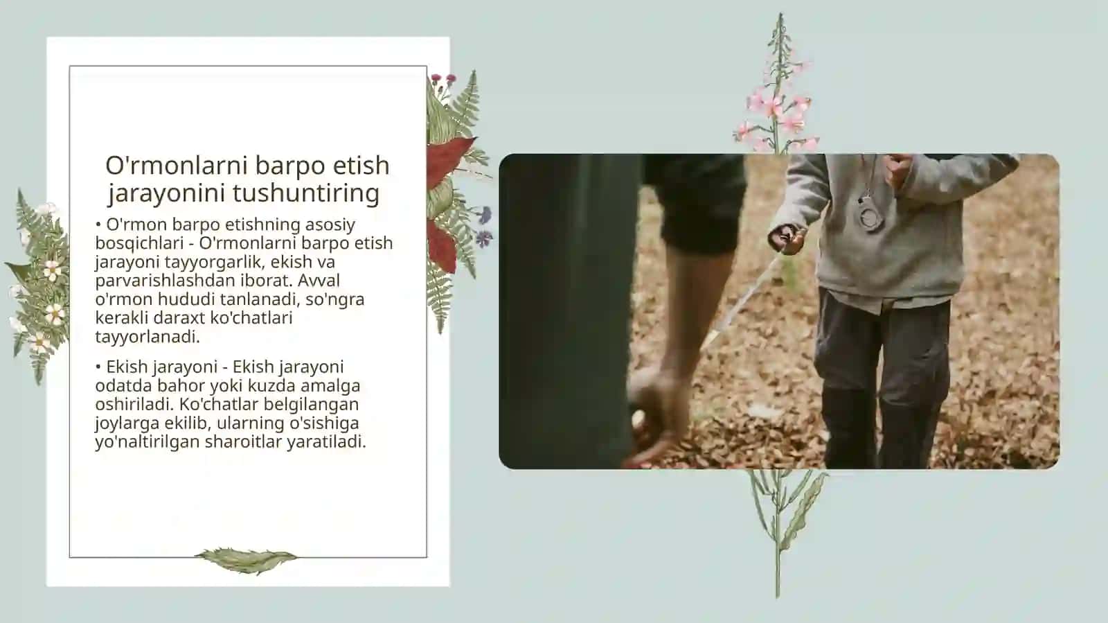 Eman madaniy o'rmonlarini barpo etish 4